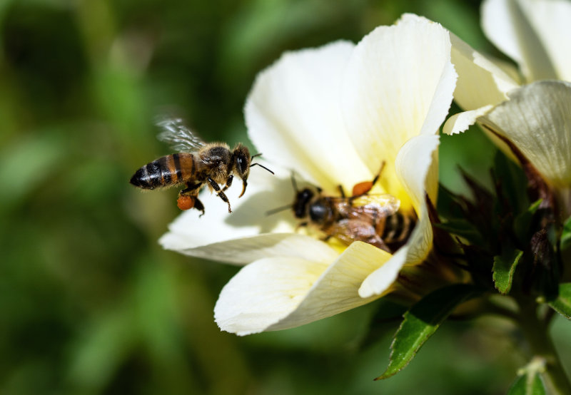 Bienen bestäuben eine Blume