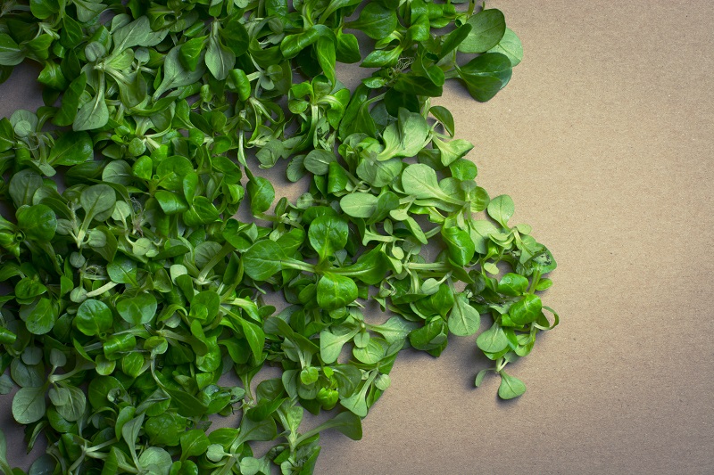 Feldsalat hat eine dunkelgrüne Blattfarbe