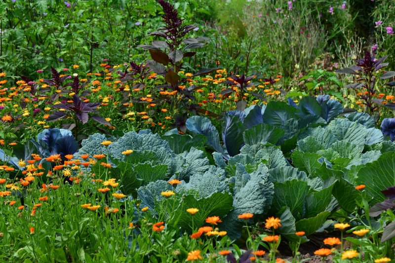 Ein Gemüsegarten