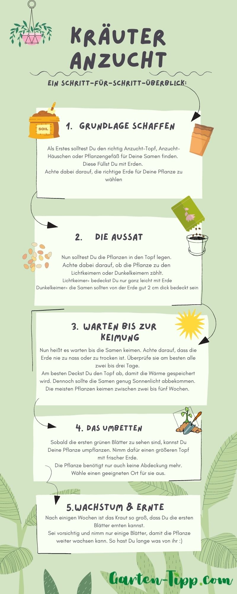 Kräutersamen Aufzucht