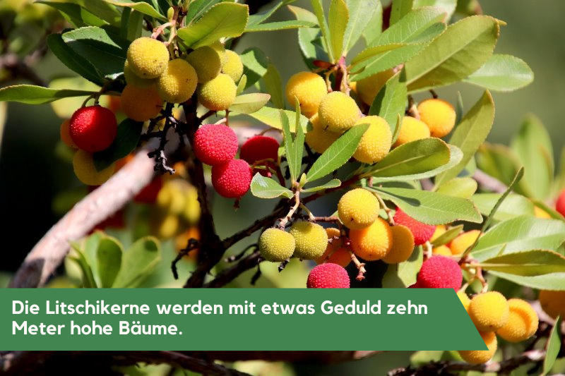 Litschi am Baum