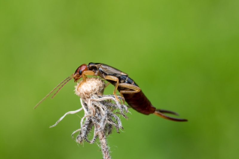Orhwurm als potenzieller Bewohner vom Insektenhotel Ein Ohrwurm ist ein potenzieller Bewohner eines Insektenhotels.