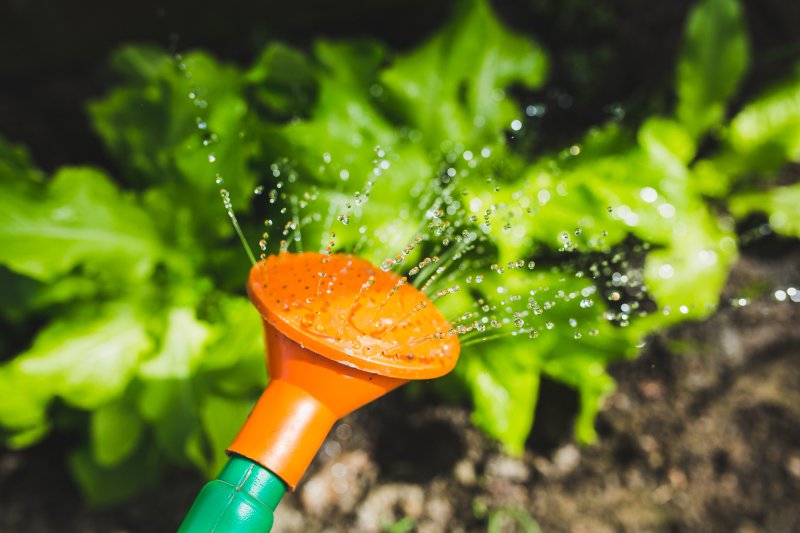 Mit Regenwasser Pflanzen gießen Pflanzen