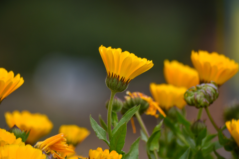 Blühende Ringelblume Ringelblumenfeld