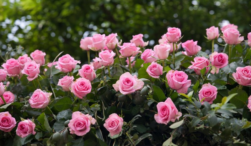 Rosengarten