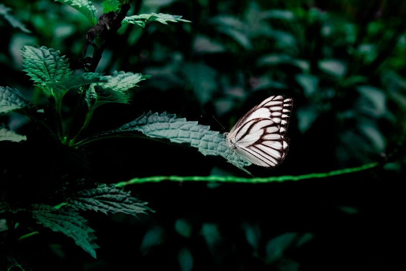 Schmetterling auf einem Blatt Schmetterling auf einem Blatt