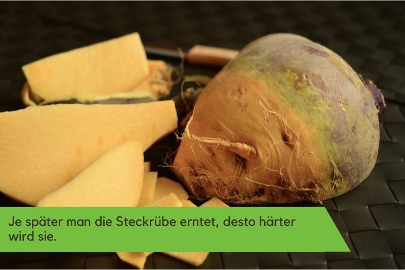 Steckrübe aufgeschnitten