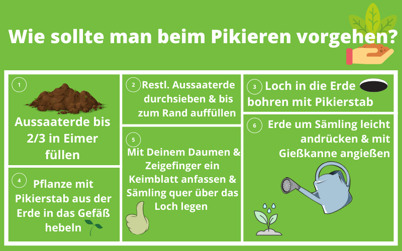 Anleitung zum Pikieren von Walderdbeeren anleitung-pikieren-von-walderdbeeren