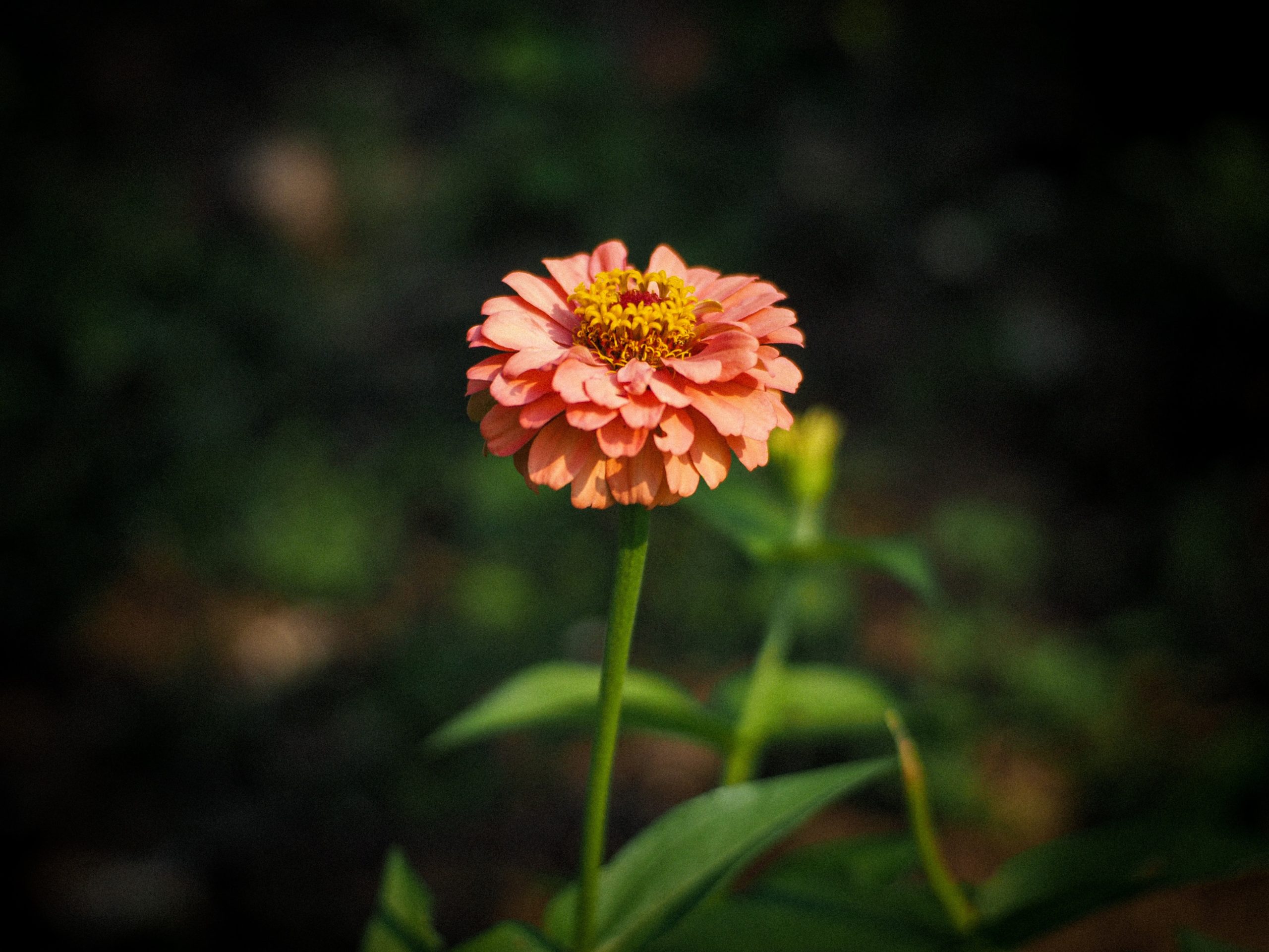 Eine rosa Zinnie