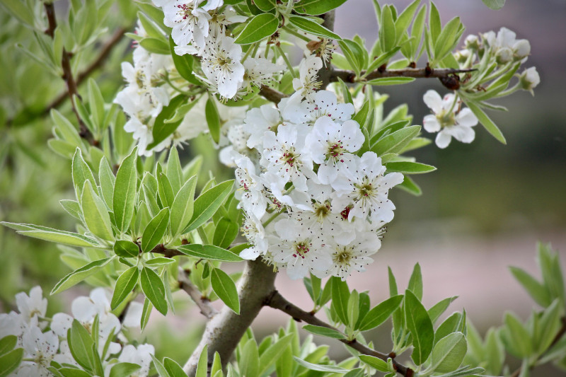 Doe Blüten eines Aprikosenbaum