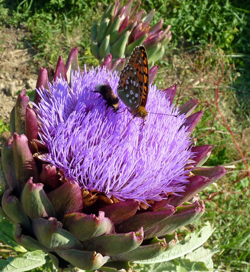 Artischockenblüte mit Insekten Artischockenblüte mit Insekten