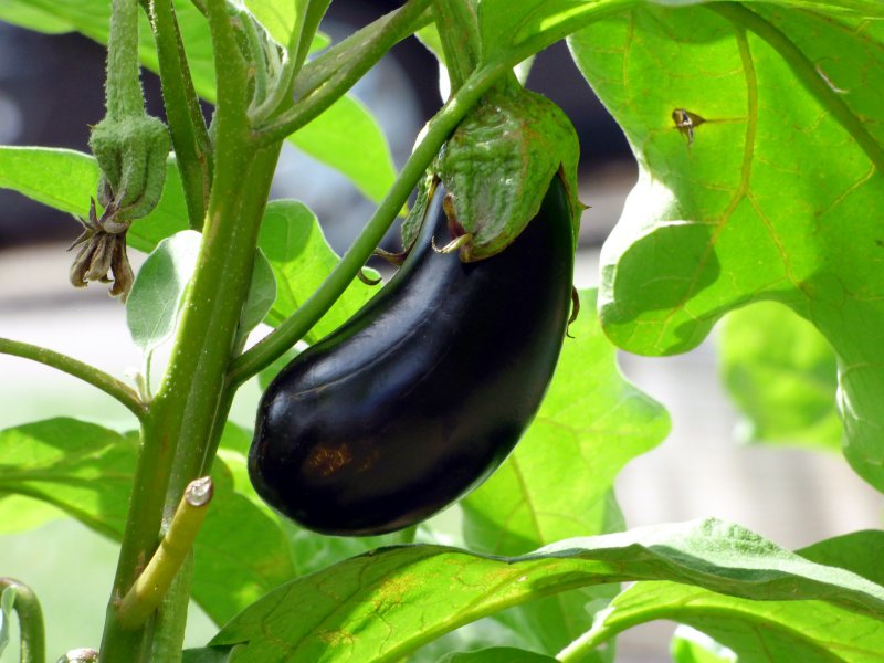 Aubergine an Pflanze Eine Auberginen-Pflanze