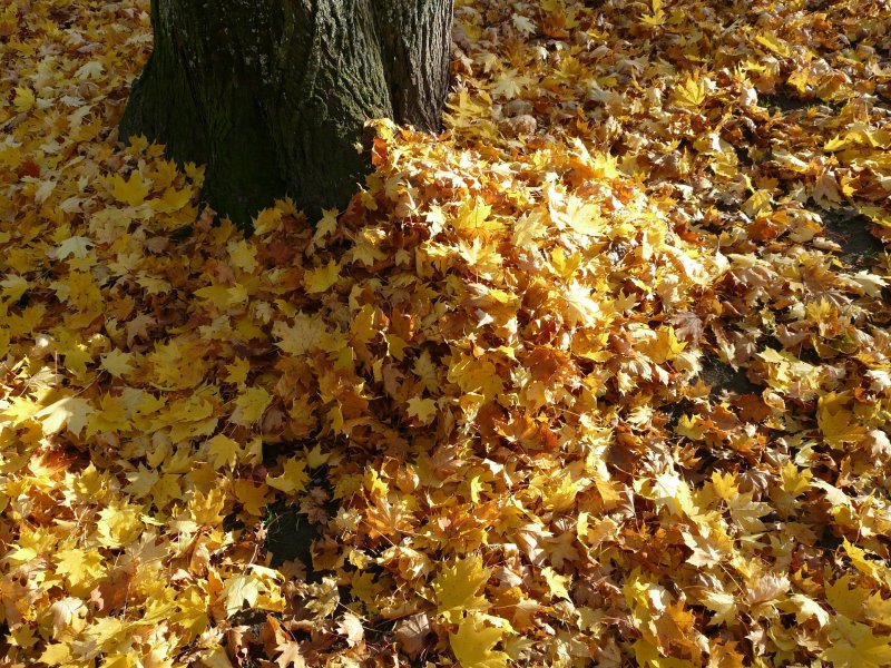 großer Laubhaufen im Herbst
