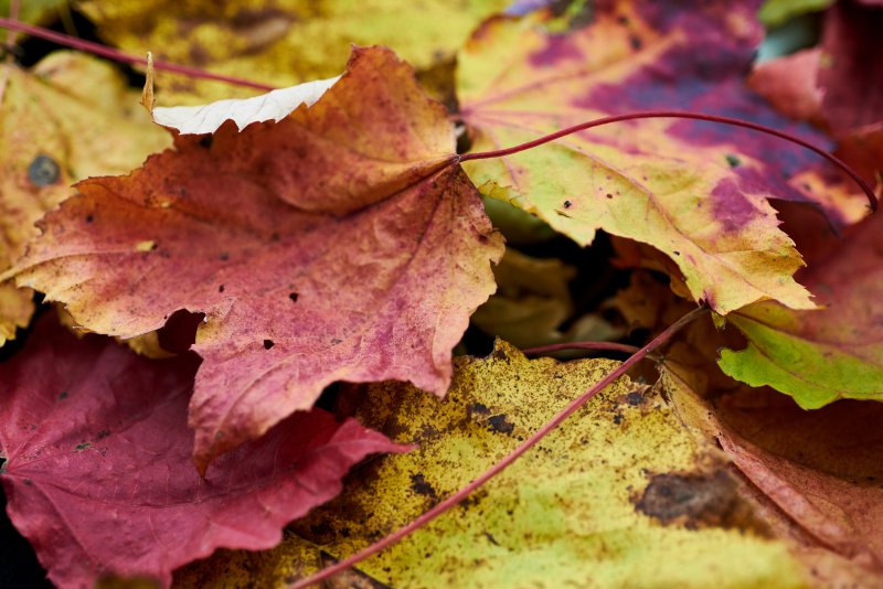 bunte Herbstblätter