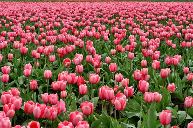 Weiter Blumenmeer aus rosa Tulpen