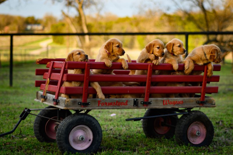 Bollerwagen mit Welpen drin Bollerwagen mit Welpen drin