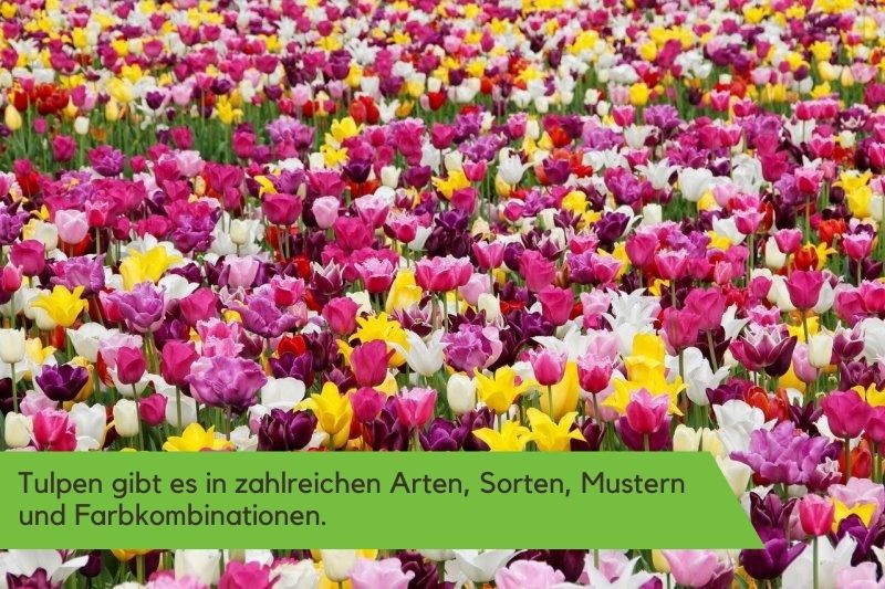 Buntes Tulpenmeer