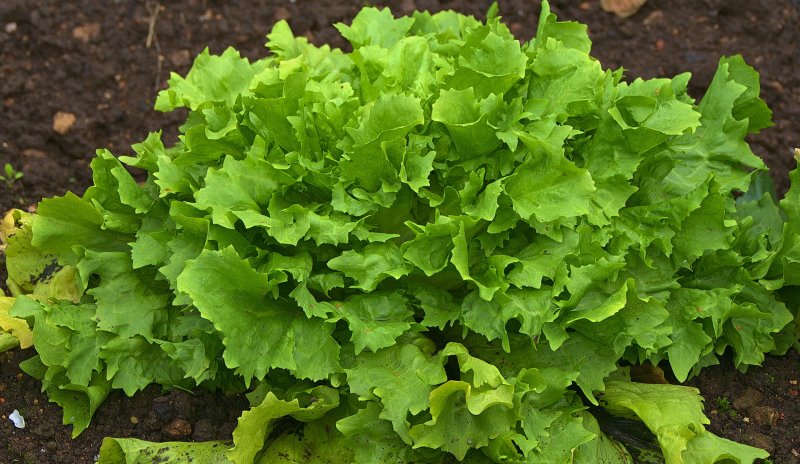 Einpflanzen und Aussäen von Eisbergsalat