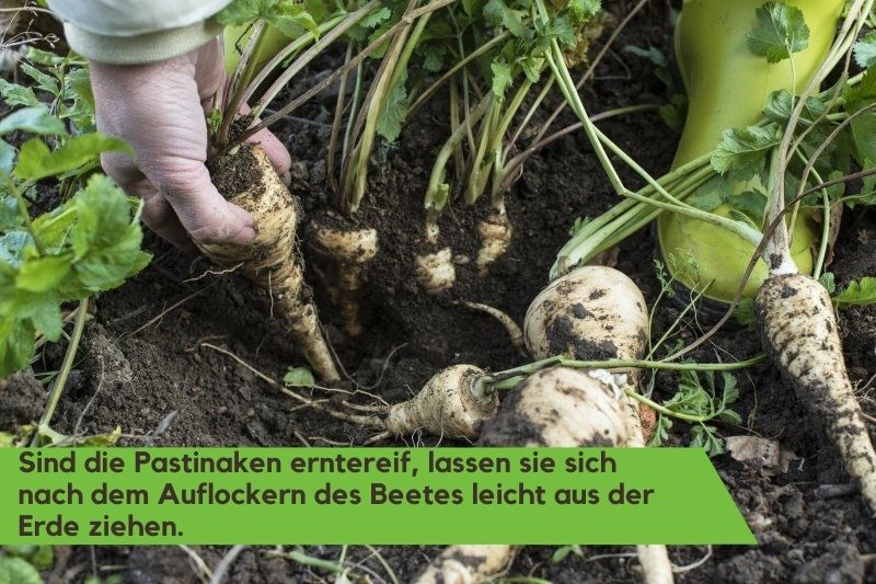 Die Ernte von Pastinaken aus einem Beet