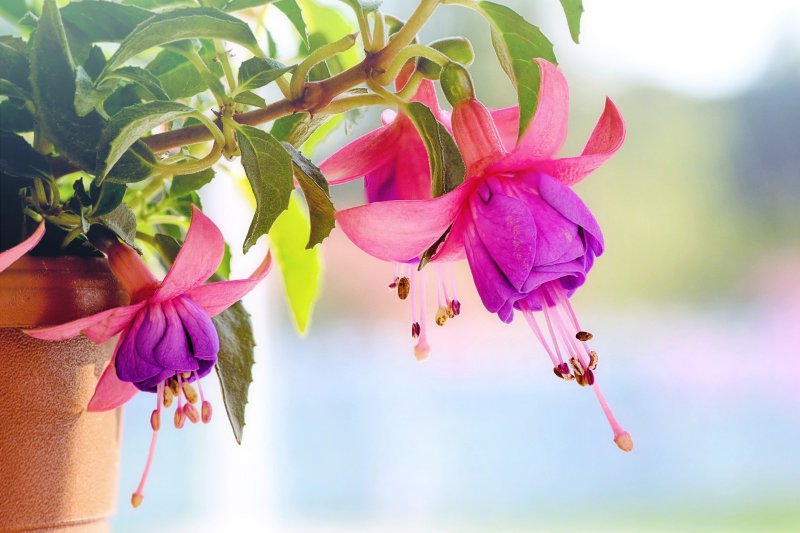 Fuchsie im Tropf.