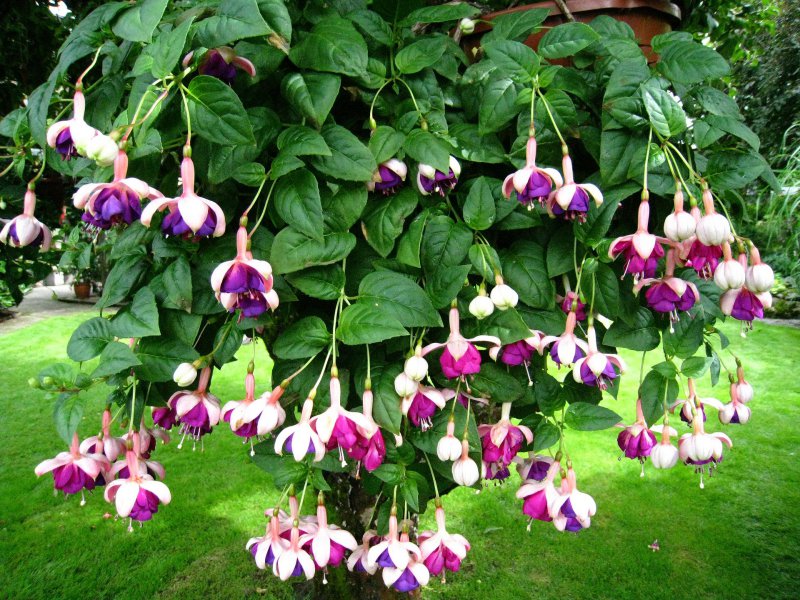 Fuchsienbaum