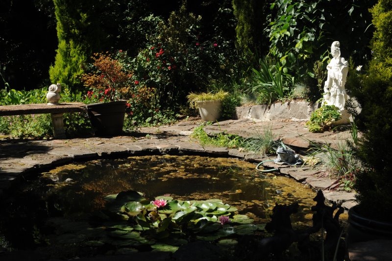 Teich im Garten Algen bilden sich im Teich