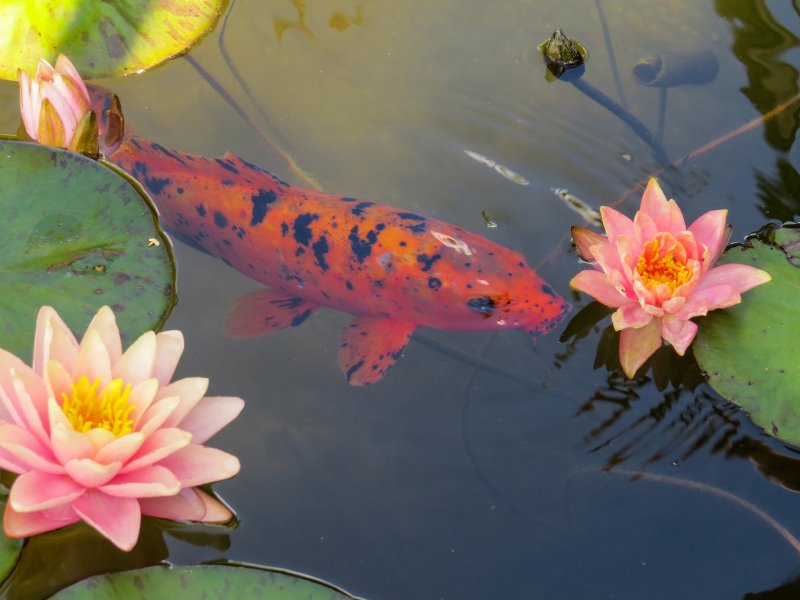 Fische und Seerosen im Teich Fischteich mit Wasserpflanzen