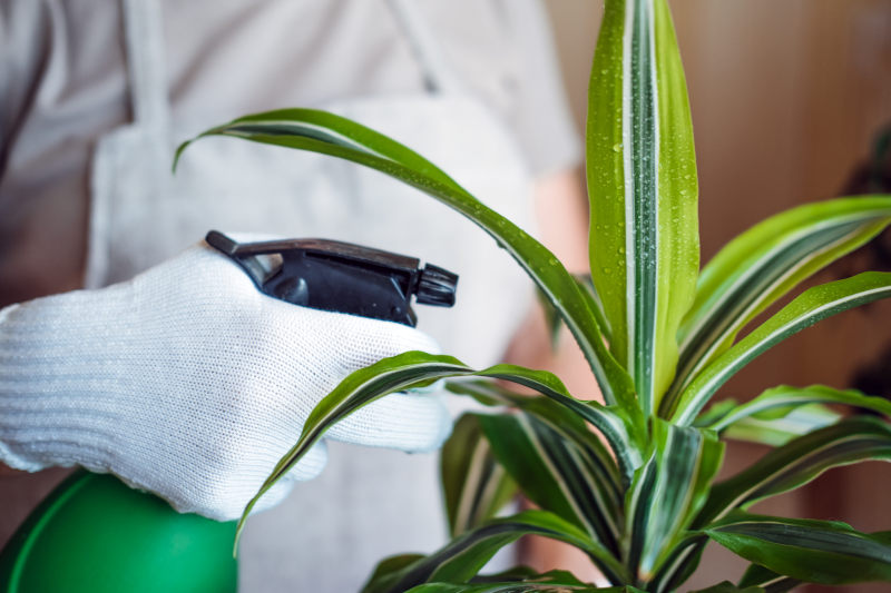 Pflanze wird mit Wasser besprüht