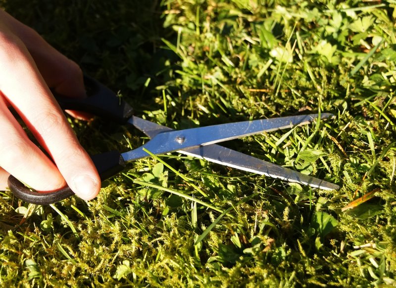 Schere im Gras Gras wird mit einer Haushaltsschere geschnitten