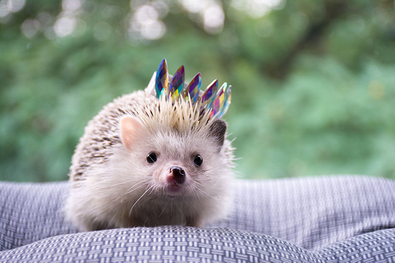 Ein kleiner Igel mit einer bunten Krone Mit einer kleinen Krone solltest Du Deinen Igel im Garten nicht ausstatten, aber domestizierte Igel sehen damit umso süßer aus.