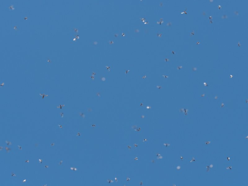 Fliegende Insekten Viele Insekten fliegen herum