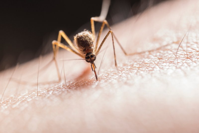 Mücke sticht in die Haut Mücke sticht in die Haut