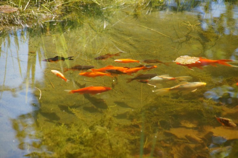 Kois im Teich Klares Teichwasser mit Algen am Grund