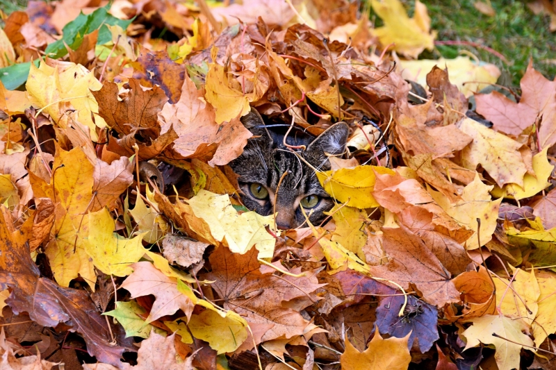 Laubhaufen als Versteck Katze nutzt Laubhaufen als Versteck.