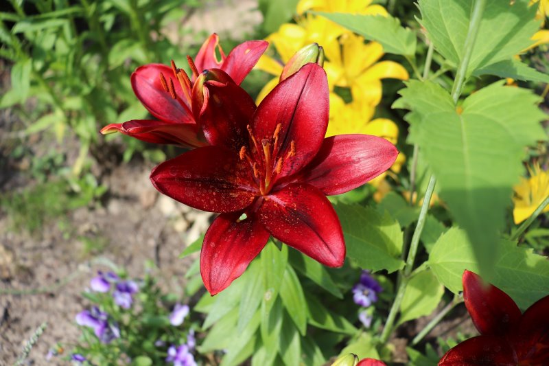 Eine rote Lilie Eine rote Lilie in einem Beet