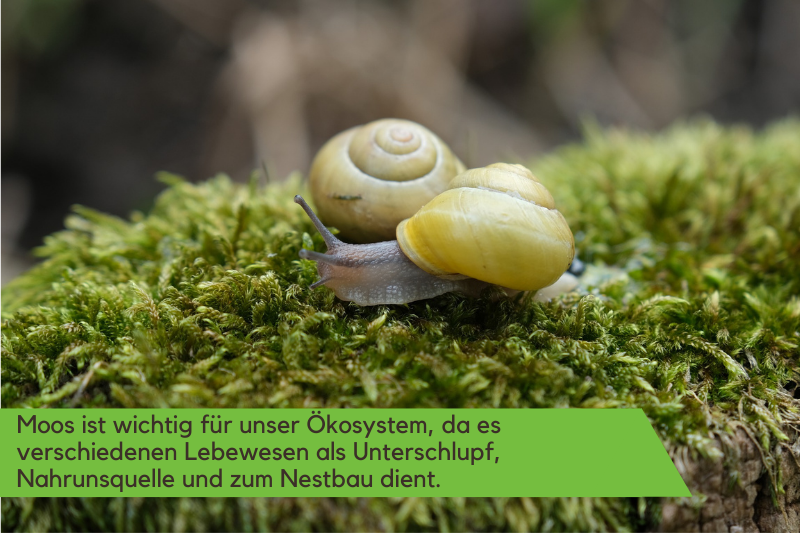 Moos ist wichtig für unser Ökosystem.