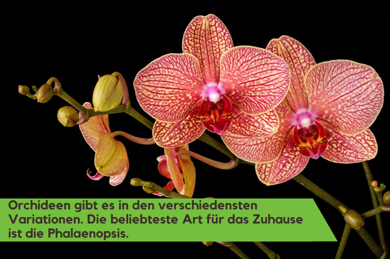 Blüte einer Schmetterlingsorchidee