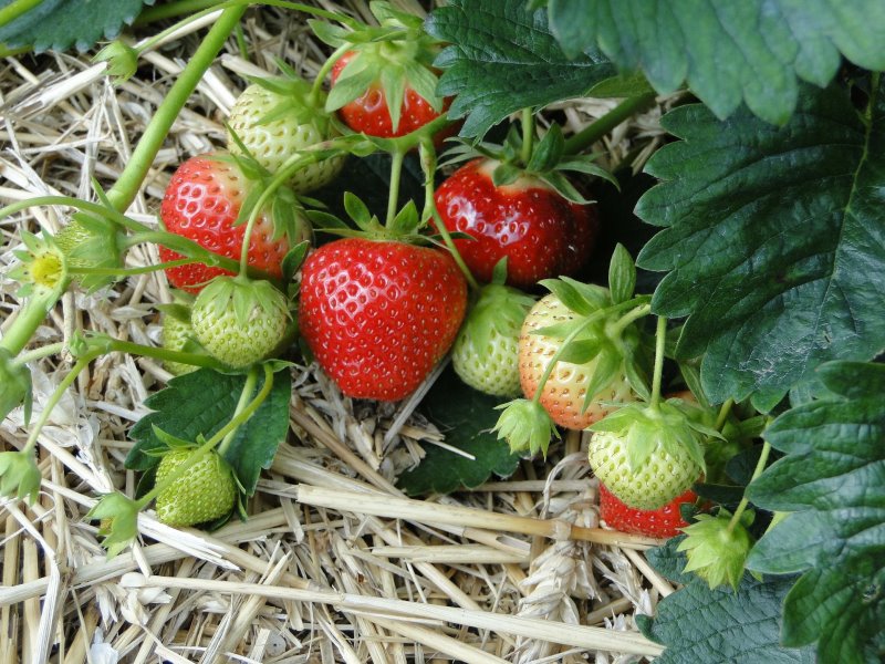 Pflanzratgeber Erdbeerpflanzen mit Mulch Hier siehst Du reife sowie unreife Erdbeeren, der Boden ist mit Mulch bedeckt.