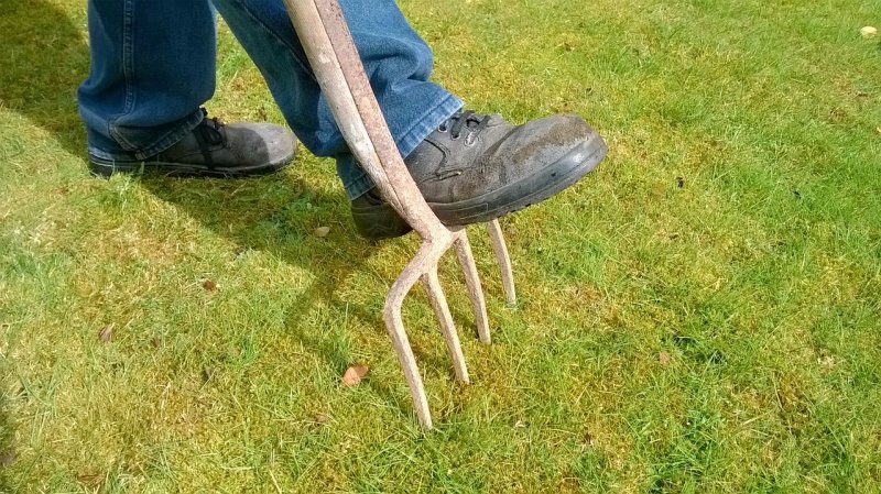 Rasenkalk gegen Moos Ein von Moos durchsetzter Rasen vor der Anwendung von Rasenkalk