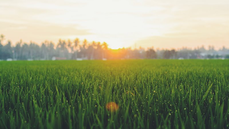 Grüner Rasen bei Sonnenaufgang Grüner Rasen bei Sonnenaufgang