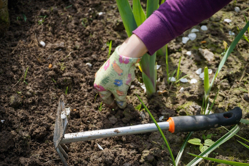 Handarbeit mit manuellem Rasenunkrautvernichter im Garten Manuelles Unkraut-entfernen per Hand und manuellem Unkrautvernichter