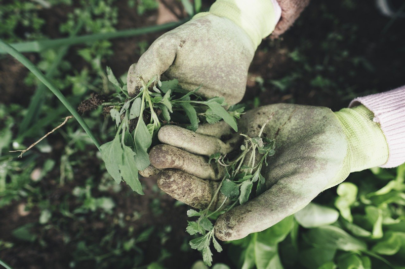 Rasenunkrautvernichter gegen verschiedenes Unkraut Unkraut bei der Gartenarbeit entfernt