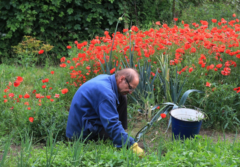 Rasenunkrautvernichter beim manuellen Unkraut jäten Gartenarbeit beim Unkraut jäten