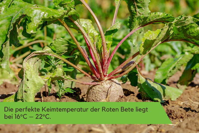 Rote Bete die zum Ernten bereit ist