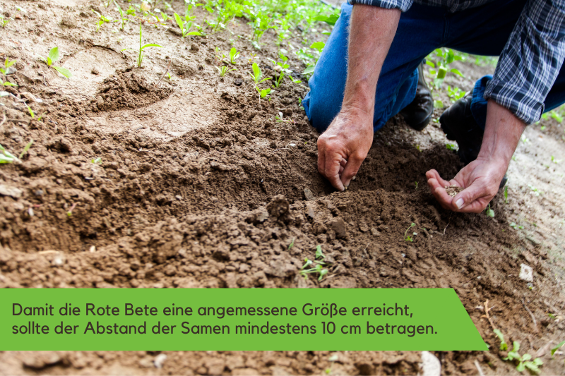 Mann der Saat einfplanzt
