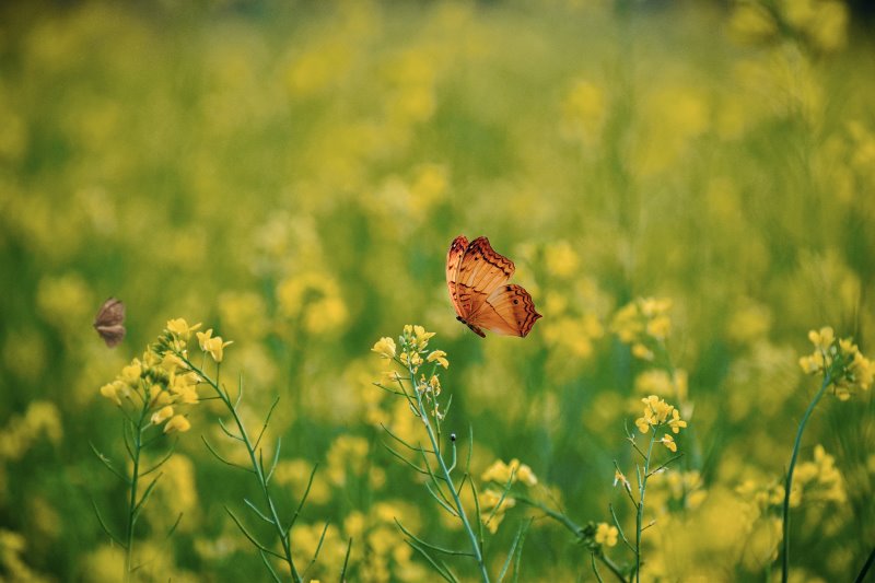Schmetterling auf einer Blumenwiese Schmetterling auf einer Blumenwiese