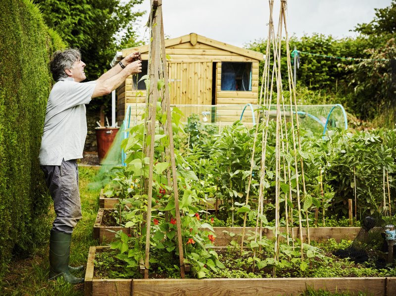 Stangenbohnen werden im Garten angebaut