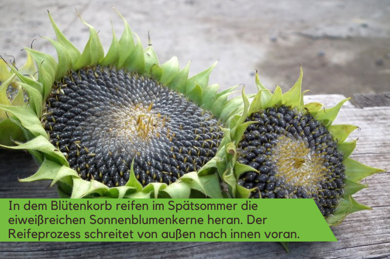 Sonnenblumen Tipps