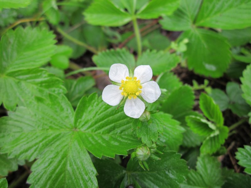 Walderdbeerpflanze walderdbeeren-pflanze