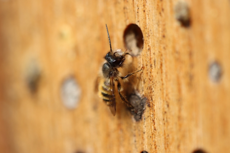 Wildbiene an einem Insektenhotel Eine Wildbiene an einem Block aus gebohrtem Holz